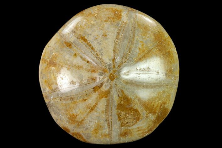 Polished Fossil Sand Dollar (Mepygurus) - Jurassic #139924